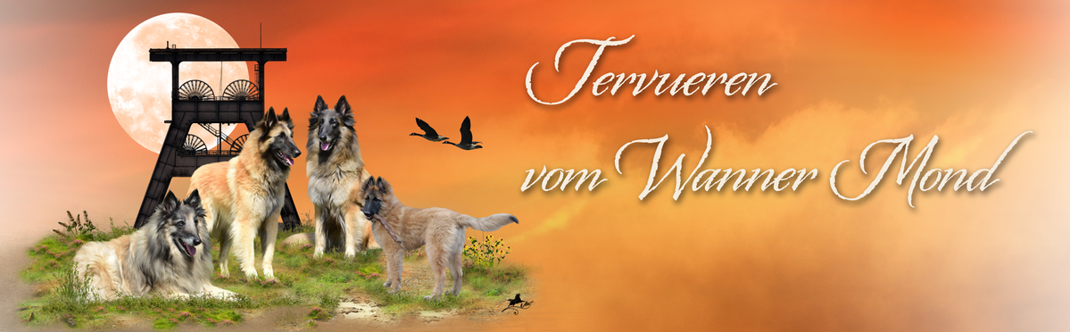 (c) Agility-belgierschnauzen.de